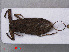  ( - RMNH.INS.536808)  @11 [ ] CreativeCommons - Attribution Non-Commercial Share-Alike (2013) Unspecified Naturalis Biodiversity Center
