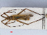  ( - RMNH.INS.541982)  @11 [ ] CreativeCommons - Attribution Non-Commercial Share-Alike (2013) Unspecified Naturalis Biodiversity Center