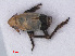  ( - RMNH.INS.541987)  @11 [ ] CreativeCommons - Attribution Non-Commercial Share-Alike (2013) Unspecified Naturalis Biodiversity Center