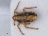  (Megamelus notulus - RMNH.INS.541995)  @12 [ ] CreativeCommons - Attribution Non-Commercial Share-Alike (2013) Unspecified Naturalis Biodiversity Center