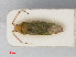  ( - RMNH.INS.541997)  @13 [ ] CreativeCommons - Attribution Non-Commercial Share-Alike (2013) Unspecified Naturalis Biodiversity Center