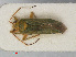  ( - RMNH.INS.542008)  @12 [ ] CreativeCommons - Attribution Non-Commercial Share-Alike (2013) Unspecified Naturalis Biodiversity Center