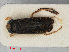  (Sigara fossarum - RMNH.INS.542023)  @12 [ ] CreativeCommons - Attribution Non-Commercial Share-Alike (2013) Unspecified Naturalis Biodiversity Center
