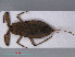  ( - RMNH.INS.542031)  @12 [ ] CreativeCommons - Attribution Non-Commercial Share-Alike (2013) Unspecified Naturalis Biodiversity Center