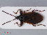  ( - RMNH.INS.544913)  @12 [ ] CreativeCommons - Attribution Non-Commercial Share-Alike (2013) Unspecified Naturalis Biodiversity Center