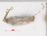  (Orthotylus prasinus - RMNH.INS.544961)  @12 [ ] CreativeCommons - Attribution Non-Commercial Share-Alike (2013) Unspecified Naturalis Biodiversity Center