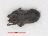  ( - RMNH.INS.544991)  @12 [ ] CreativeCommons - Attribution Non-Commercial Share-Alike (2013) Unspecified Naturalis Biodiversity Center