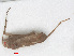  (Orthotylus rubidus - RMNH.INS.545009)  @12 [ ] CreativeCommons - Attribution Non-Commercial Share-Alike (2013) Unspecified Naturalis Biodiversity Center