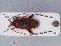  ( - RMNH.INS.545048)  @11 [ ] CreativeCommons - Attribution Non-Commercial Share-Alike (2013) Unspecified Naturalis Biodiversity Center