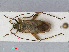  ( - RMNH.INS.545064)  @13 [ ] CreativeCommons - Attribution Non-Commercial Share-Alike (2013) Unspecified Naturalis Biodiversity Center