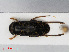  ( - RMNH.INS.545090)  @13 [ ] CreativeCommons - Attribution Non-Commercial Share-Alike (2013) Unspecified Naturalis Biodiversity Center