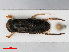  ( - RMNH.INS.545092)  @13 [ ] CreativeCommons - Attribution Non-Commercial Share-Alike (2013) Unspecified Naturalis Biodiversity Center