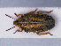  ( - RMNH.INS.545119)  @13 [ ] CreativeCommons - Attribution Non-Commercial Share-Alike (2013) Unspecified Naturalis Biodiversity Center