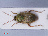  ( - RMNH.INS.545126)  @13 [ ] CreativeCommons - Attribution Non-Commercial Share-Alike (2013) Unspecified Naturalis Biodiversity Center
