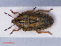  ( - RMNH.INS.545142)  @13 [ ] CreativeCommons - Attribution Non-Commercial Share-Alike (2013) Unspecified Naturalis Biodiversity Center