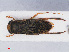  ( - RMNH.INS.545896)  @13 [ ] CreativeCommons - Attribution Non-Commercial Share-Alike (2013) Unspecified Naturalis Biodiversity Center