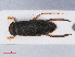  (Sigara distincta - RMNH.INS.545899)  @13 [ ] CreativeCommons - Attribution Non-Commercial Share-Alike (2013) Unspecified Naturalis Biodiversity Center