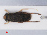  (Sigara scotti - RMNH.INS.545901)  @13 [ ] CreativeCommons - Attribution Non-Commercial Share-Alike (2013) Unspecified Naturalis Biodiversity Center