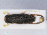  (Sigara iactans - RMNH.INS.545902)  @14 [ ] CreativeCommons - Attribution Non-Commercial Share-Alike (2013) Unspecified Naturalis Biodiversity Center