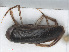  ( - RMNH.INS.545950)  @11 [ ] CreativeCommons - Attribution Non-Commercial Share-Alike (2013) Unspecified Naturalis Biodiversity Center