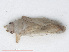  ( - RMNH.INS.545951)  @13 [ ] CreativeCommons - Attribution Non-Commercial Share-Alike (2013) Unspecified Naturalis Biodiversity Center