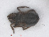  ( - RMNH.INS.545974)  @12 [ ] CreativeCommons - Attribution Non-Commercial Share-Alike (2013) Unspecified Naturalis Biodiversity Center