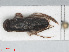  ( - RMNH.INS.545978)  @11 [ ] CreativeCommons - Attribution Non-Commercial Share-Alike (2013) Unspecified Naturalis Biodiversity Center