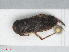  ( - RMNH.INS.545982)  @13 [ ] CreativeCommons - Attribution Non-Commercial Share-Alike (2013) Unspecified Naturalis Biodiversity Center
