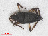  ( - RMNH.INS.546019)  @12 [ ] CreativeCommons - Attribution Non-Commercial Share-Alike (2013) Unspecified Naturalis Biodiversity Center