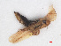 ( - RMNH.INS.547111)  @11 [ ] CreativeCommons - Attribution Non-Commercial Share-Alike (2013) Unspecified Naturalis Biodiversity Center