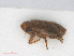  ( - RMNH.INS.547113)  @12 [ ] CreativeCommons - Attribution Non-Commercial Share-Alike (2013) Unspecified Naturalis Biodiversity Center