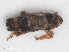 (Hyledelphax - RMNH.INS.547125)  @11 [ ] CreativeCommons - Attribution Non-Commercial Share-Alike (2013) Unspecified Naturalis Biodiversity Center