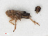  (Muirodelphax aubei - RMNH.INS.547165)  @12 [ ] CreativeCommons - Attribution Non-Commercial Share-Alike (2013) Unspecified Naturalis Biodiversity Center