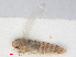  ( - RMNH.INS.547171)  @12 [ ] CreativeCommons - Attribution Non-Commercial Share-Alike (2013) Unspecified Naturalis Biodiversity Center
