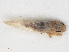  ( - RMNH.INS.547173)  @12 [ ] CreativeCommons - Attribution Non-Commercial Share-Alike (2013) Unspecified Naturalis Biodiversity Center