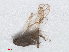  ( - RMNH.INS.548055)  @12 [ ] CreativeCommons - Attribution Non-Commercial Share-Alike (2013) Unspecified Naturalis Biodiversity Center