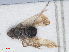 (Chloriona glaucescens - RMNH.INS.548058)  @12 [ ] CreativeCommons - Attribution Non-Commercial Share-Alike (2013) Unspecified Naturalis Biodiversity Center