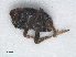  (Florodelphax - RMNH.INS.548063)  @11 [ ] CreativeCommons - Attribution Non-Commercial Share-Alike (2013) Unspecified Naturalis Biodiversity Center