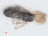  ( - RMNH.INS.548067)  @11 [ ] CreativeCommons - Attribution Non-Commercial Share-Alike (2013) Unspecified Naturalis Biodiversity Center
