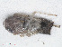  ( - RMNH.INS.548068)  @12 [ ] CreativeCommons - Attribution Non-Commercial Share-Alike (2013) Unspecified Naturalis Biodiversity Center