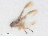  (Zygina flammigera - RMNH.INS.548085)  @11 [ ] CreativeCommons - Attribution Non-Commercial Share-Alike (2013) Unspecified Naturalis Biodiversity Center