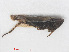 (Arocephalus longiceps - RMNH.INS.548110)  @11 [ ] CreativeCommons - Attribution Non-Commercial Share-Alike (2013) Unspecified Naturalis Biodiversity Center