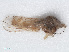  ( - RMNH.INS.548185)  @11 [ ] CreativeCommons - Attribution Non-Commercial Share-Alike (2013) Unspecified Naturalis Biodiversity Center