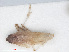  (Chloriona unicolor - RMNH.INS.548216)  @13 [ ] CreativeCommons - Attribution Non-Commercial Share-Alike (2013) Unspecified Naturalis Biodiversity Center