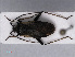  ( - RMNH.INS.552740)  @13 [ ] CreativeCommons - Attribution Non-Commercial Share-Alike (2013) Unspecified Naturalis Biodiversity Center