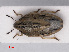  ( - RMNH.INS.552754)  @12 [ ] CreativeCommons - Attribution Non-Commercial Share-Alike (2013) Unspecified Naturalis Biodiversity Center