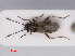  ( - RMNH.INS.552756)  @12 [ ] CreativeCommons - Attribution Non-Commercial Share-Alike (2013) Unspecified Naturalis Biodiversity Center
