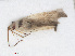  (Orthotylus adenocarpi - RMNH.INS.552877)  @12 [ ] CreativeCommons - Attribution Non-Commercial Share-Alike (2013) Unspecified Naturalis Biodiversity Center