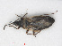  (Anthocoris limbatus - RMNH.INS.552883)  @12 [ ] CreativeCommons - Attribution Non-Commercial Share-Alike (2013) Unspecified Naturalis Biodiversity Center