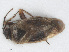 ( - RMNH.INS.552890)  @12 [ ] CreativeCommons - Attribution Non-Commercial Share-Alike (2013) Unspecified Naturalis Biodiversity Center